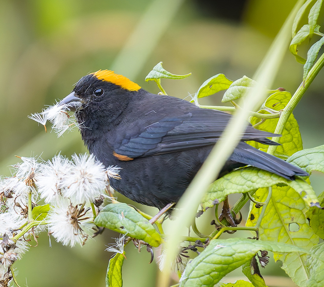 image Golden-naped Finch